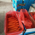 2020 China new season red  carrot / fresh vegetables supply